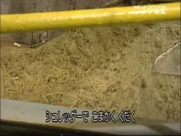 サトウキビをシュレッダーで細かく砕く