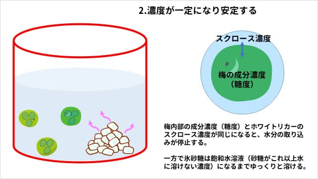 梅酒に氷砂糖を使う理由。2.濃度が一定になり安定する。梅内部の成分濃度（糖度）とホワイトリカーのスクロース濃度が同じになると、水分の取り込みが停止する。一方で氷砂糖は飽和水溶液（砂糖がこれ以上水に溶けない濃度）になるまでゆっくりと溶ける。