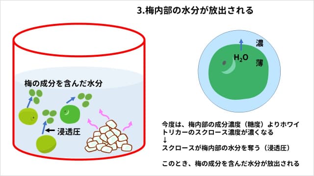 梅酒に氷砂糖を使う理由。3.梅内部の水分が放出される。今度は、梅内部の成分濃度（糖度）よりホワイトリカーのスクロース濃度が濃くなる。→スクロースが梅内部の水分を奪う（浸透圧）。このとき、梅の成分を含んだ水分が放出される。