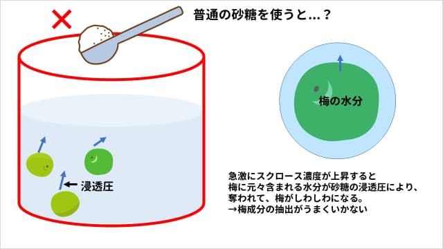 梅酒に氷砂糖を使う理由。普通の砂糖を使うと...？急激にスクロース濃度が上昇すると梅に元々含まれる水分が砂糖の浸透圧により奪われて、梅がしわしわになる。→梅成分の抽出がうまくいかない。