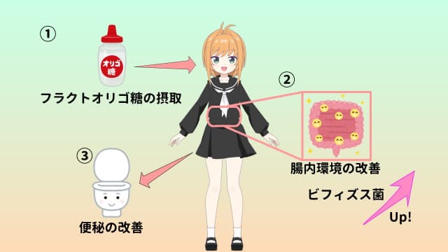 ①フラクトオリゴ糖の摂取→②腸内環境の改善 ビフィズス菌up→③便秘の改善